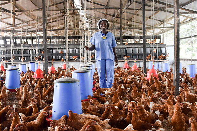 poultryfield