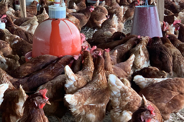 poultryfield